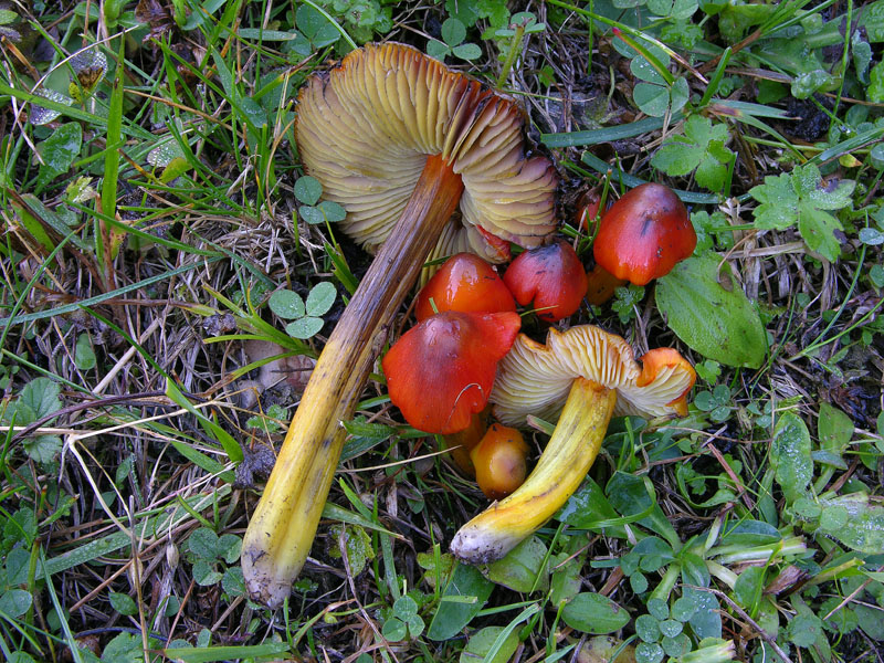 Hygrocybe conica (Schaeff.:Fr.) P.Kumm.